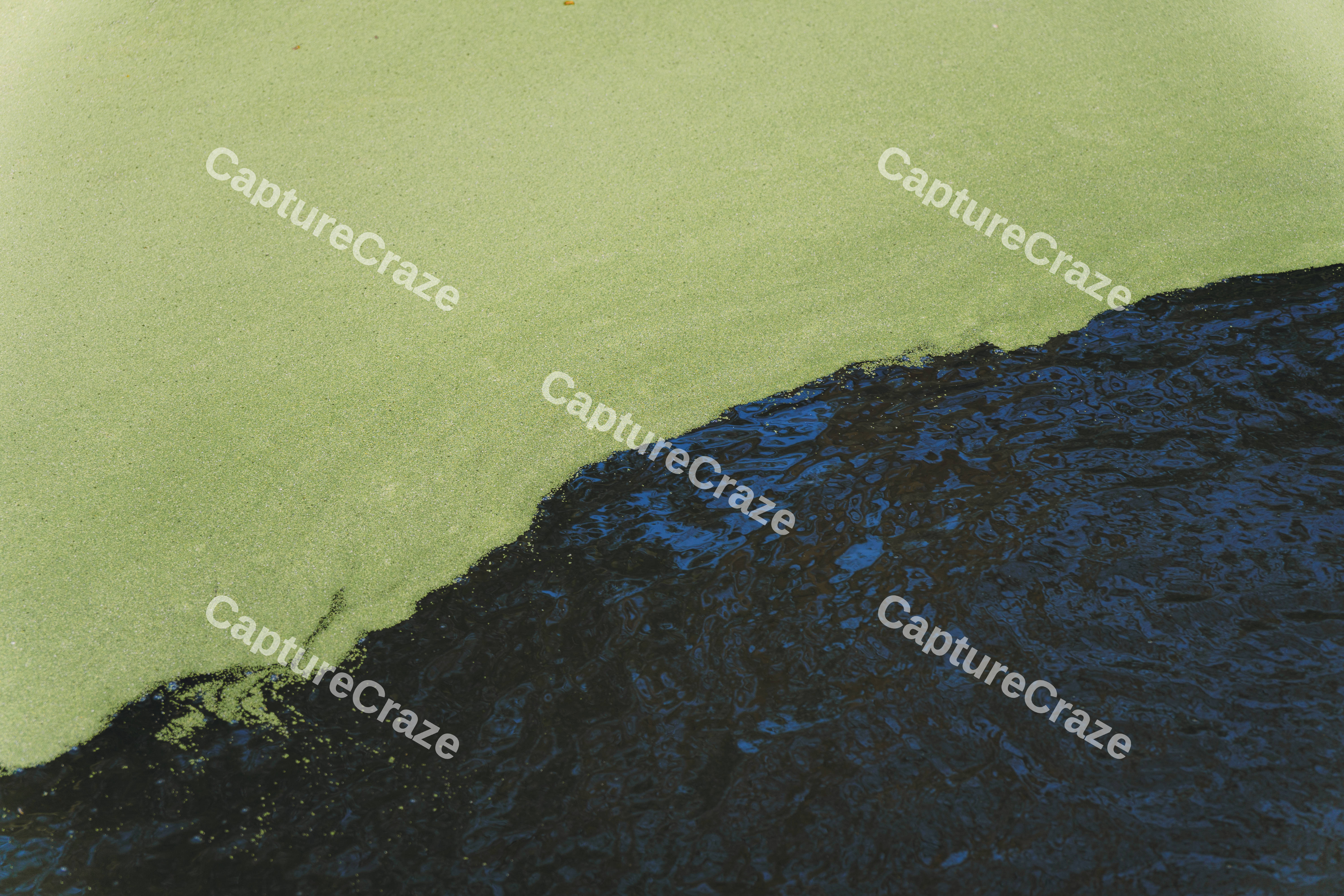 Algae (Variation)